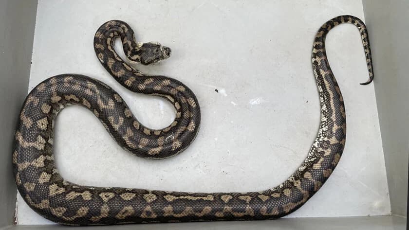 Teppichpythons, male mixed breed for adoption at Auffangstation für Reptilien, München e. V.