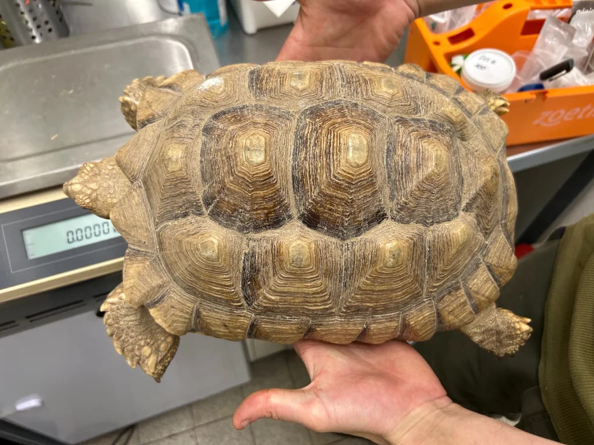 Spornschildkroeten, female mixed breed for adoption at Auffangstation für Reptilien, München e. V.