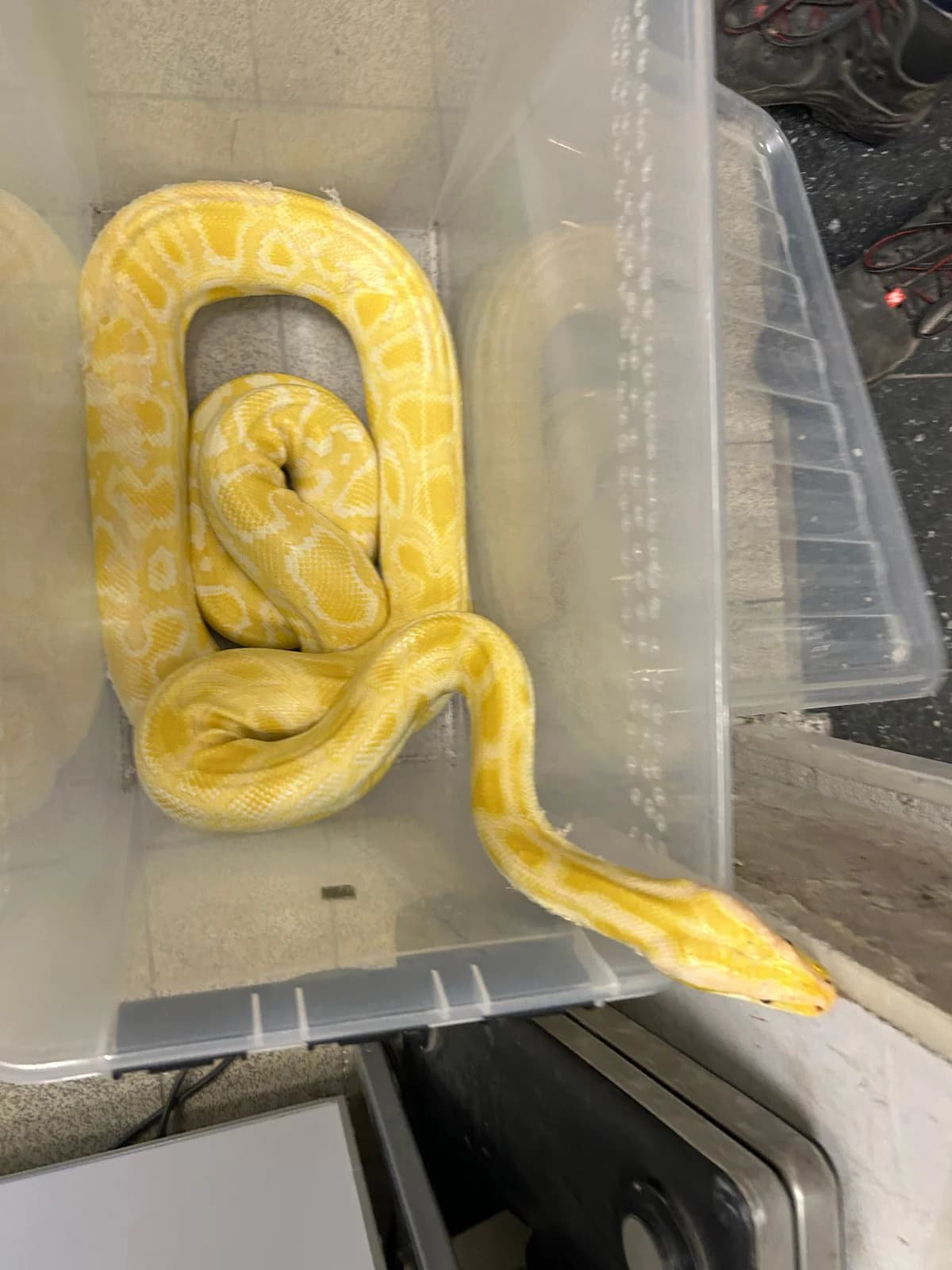 Tigerpythons, mixed breed for adoption at Auffangstation für Reptilien, München e. V.
