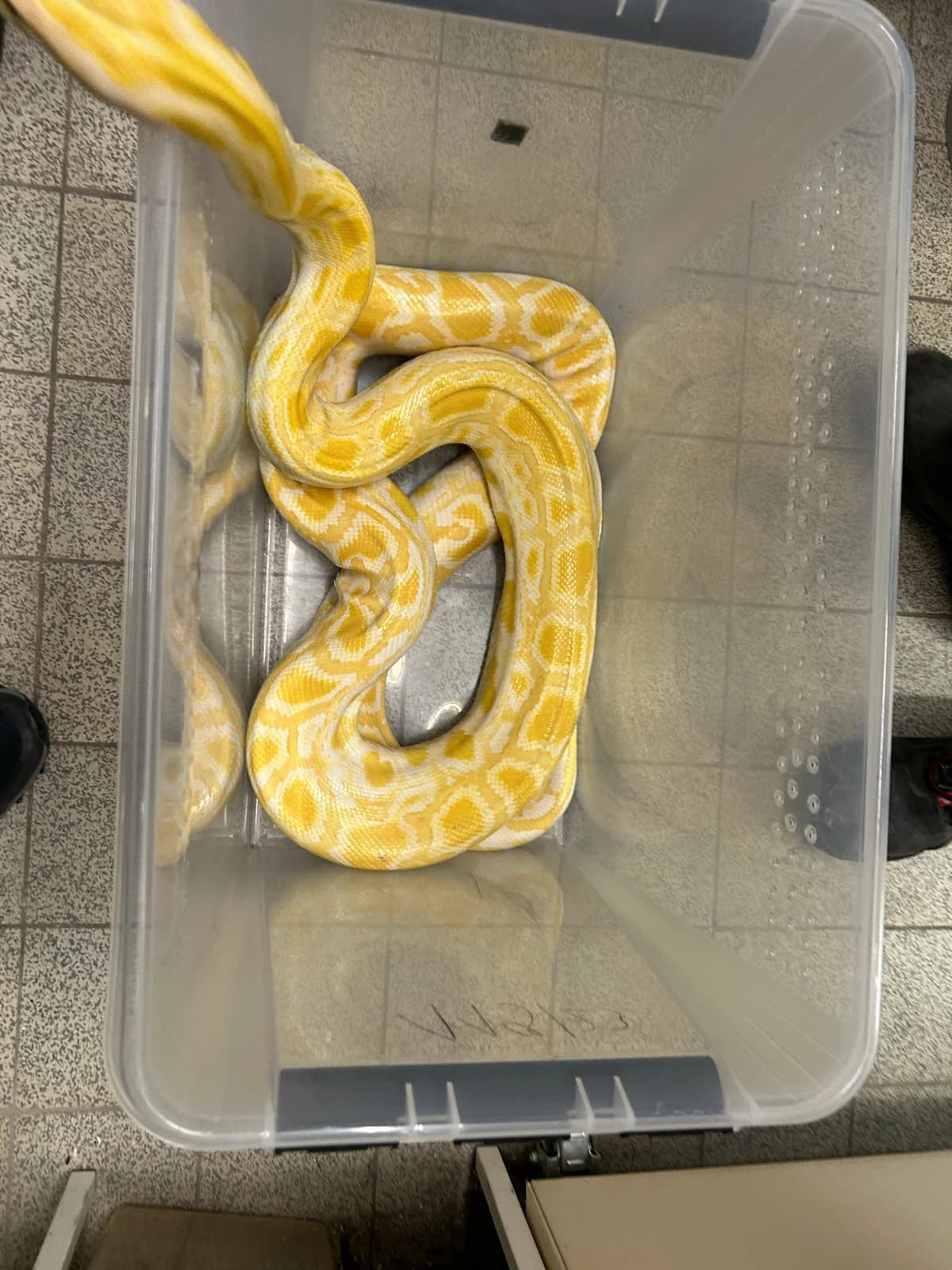 Tigerpythons, mixed breed for adoption at Auffangstation für Reptilien, München e. V.