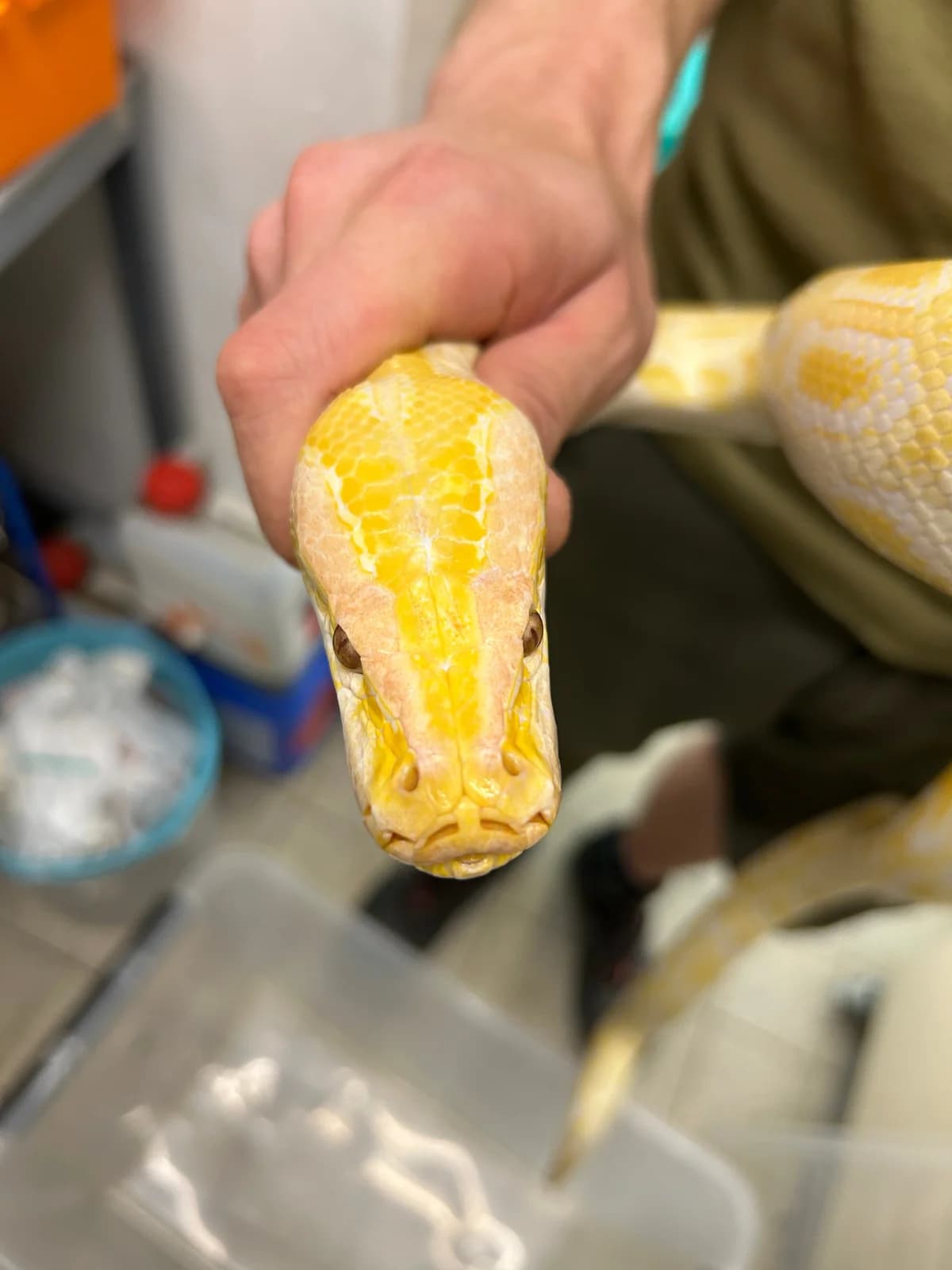 Tigerpythons, mixed breed for adoption at Auffangstation für Reptilien, München e. V.