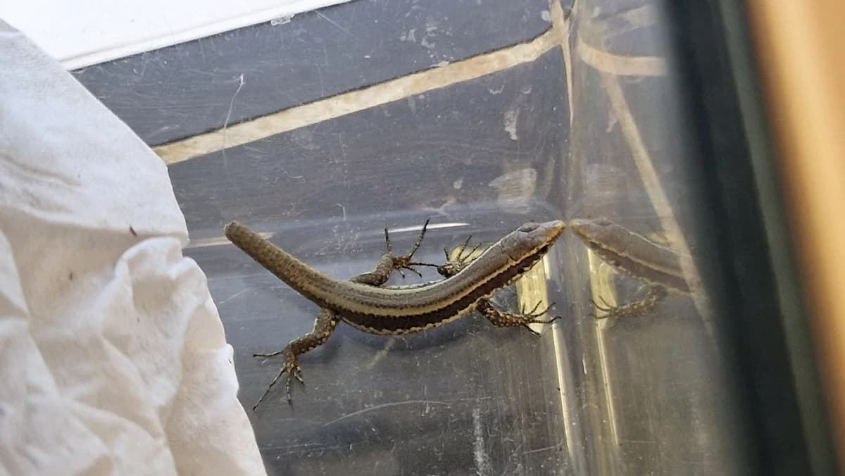 Eidechsen, mixed breed for adoption at Auffangstation für Reptilien, München e. V.