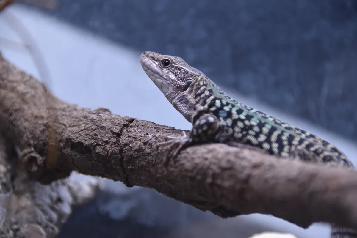 Eidechsen, male mixed breed for adoption at Auffangstation für Reptilien, München e. V.