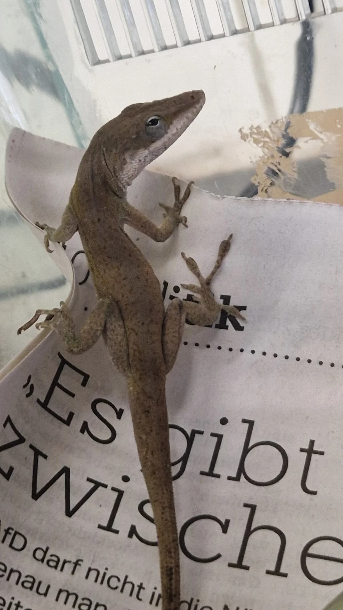 Sonstige Echsen, female mixed breed for adoption at Auffangstation für Reptilien, München e. V.