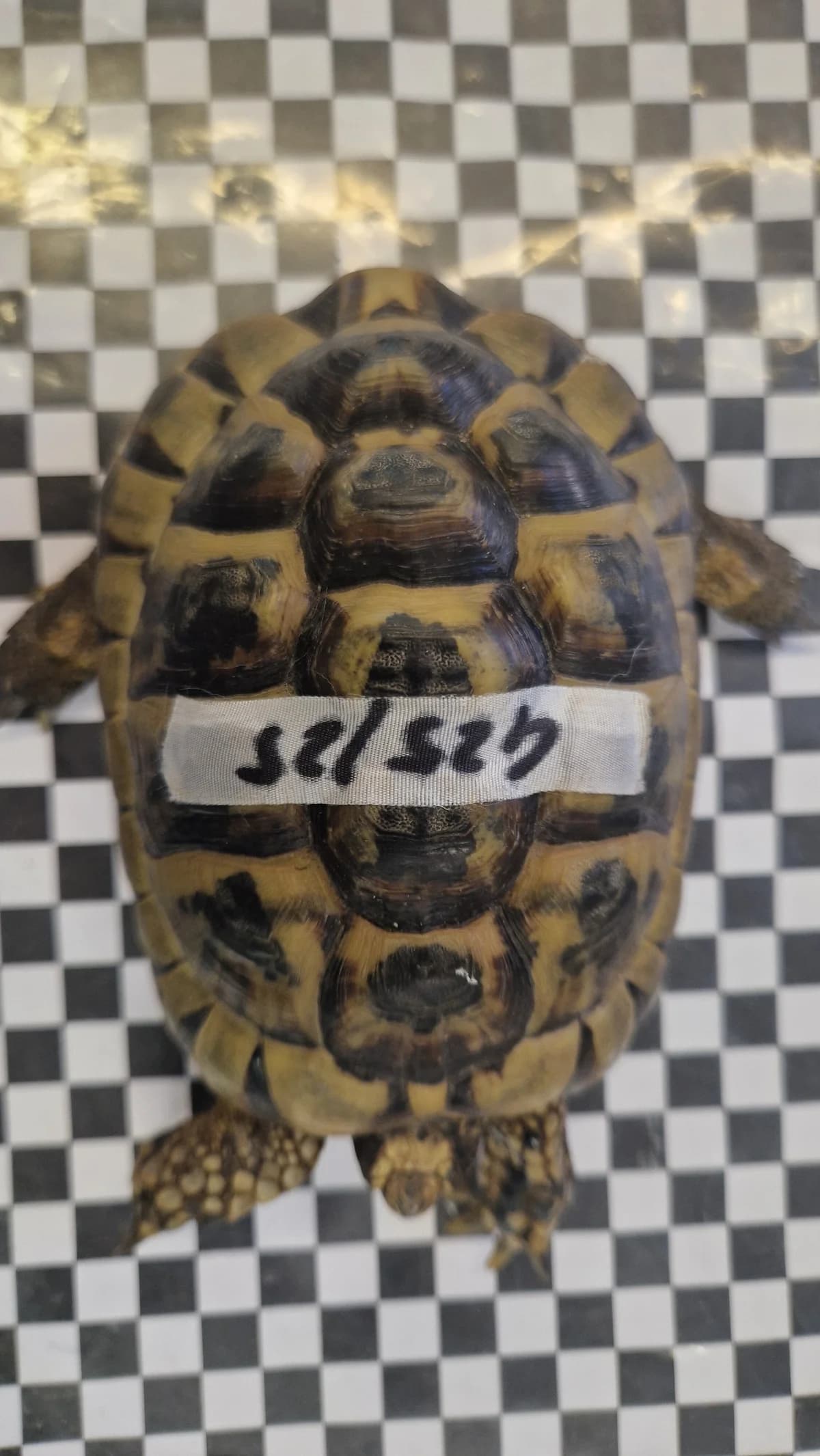 Tunesische Landschildkroeten, male mixed breed for adoption at Auffangstation für Reptilien, München e. V.