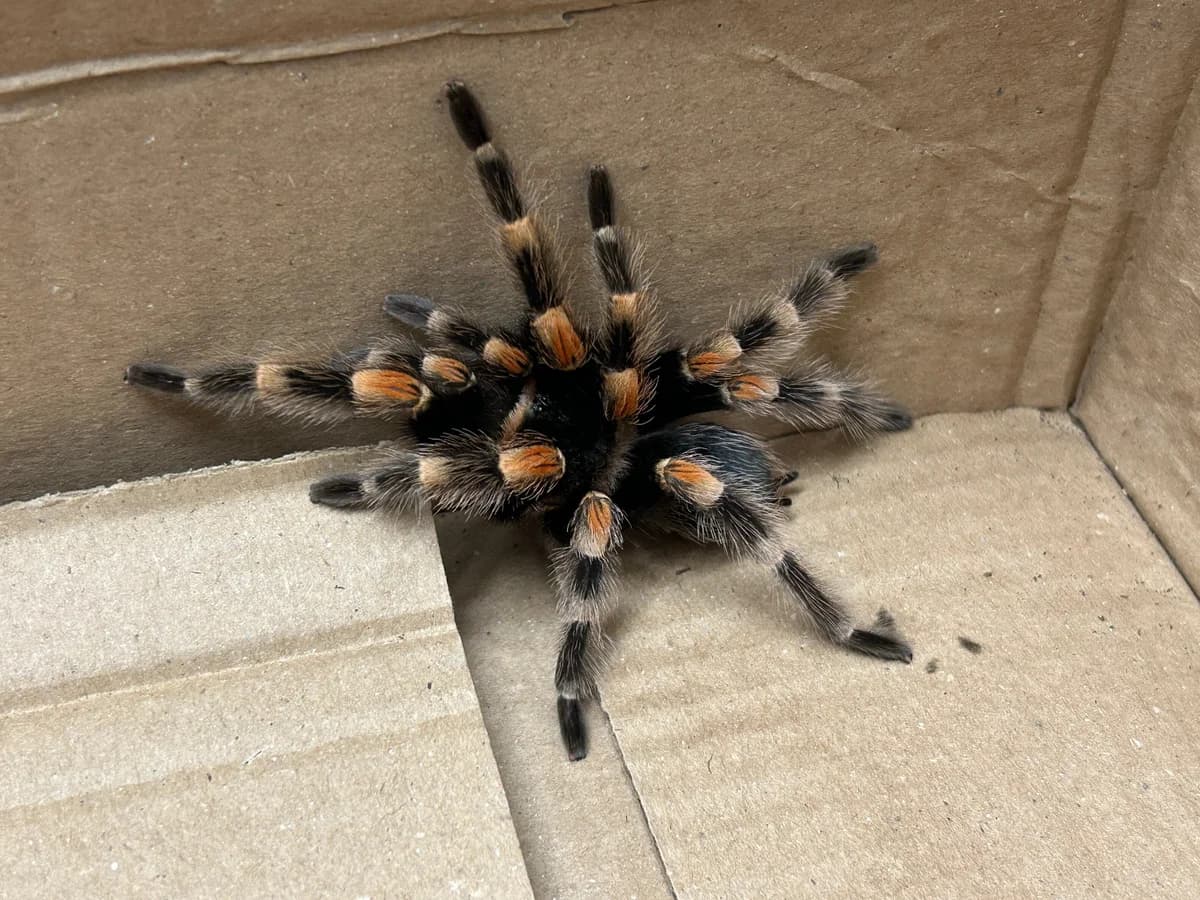 Vogelspinnen 250399, mixed breed for adoption at Auffangstation für Reptilien, München e. V.