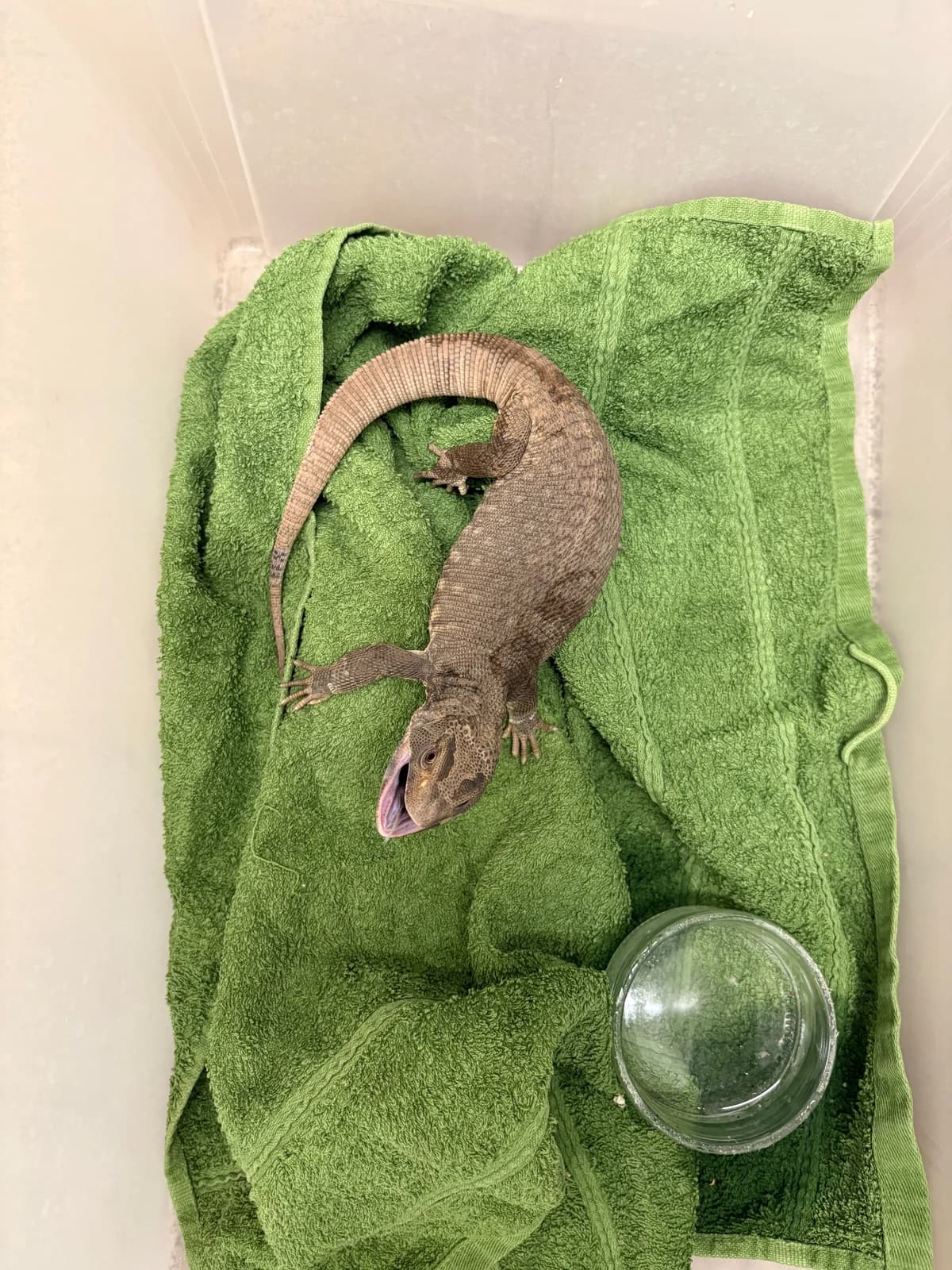 Warane, male mixed breed for adoption at Auffangstation für Reptilien, München e. V.