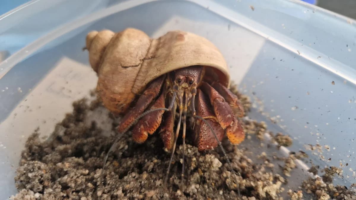 Sonstige Avertebraten, male mixed breed for adoption at Auffangstation für Reptilien, München e. V.