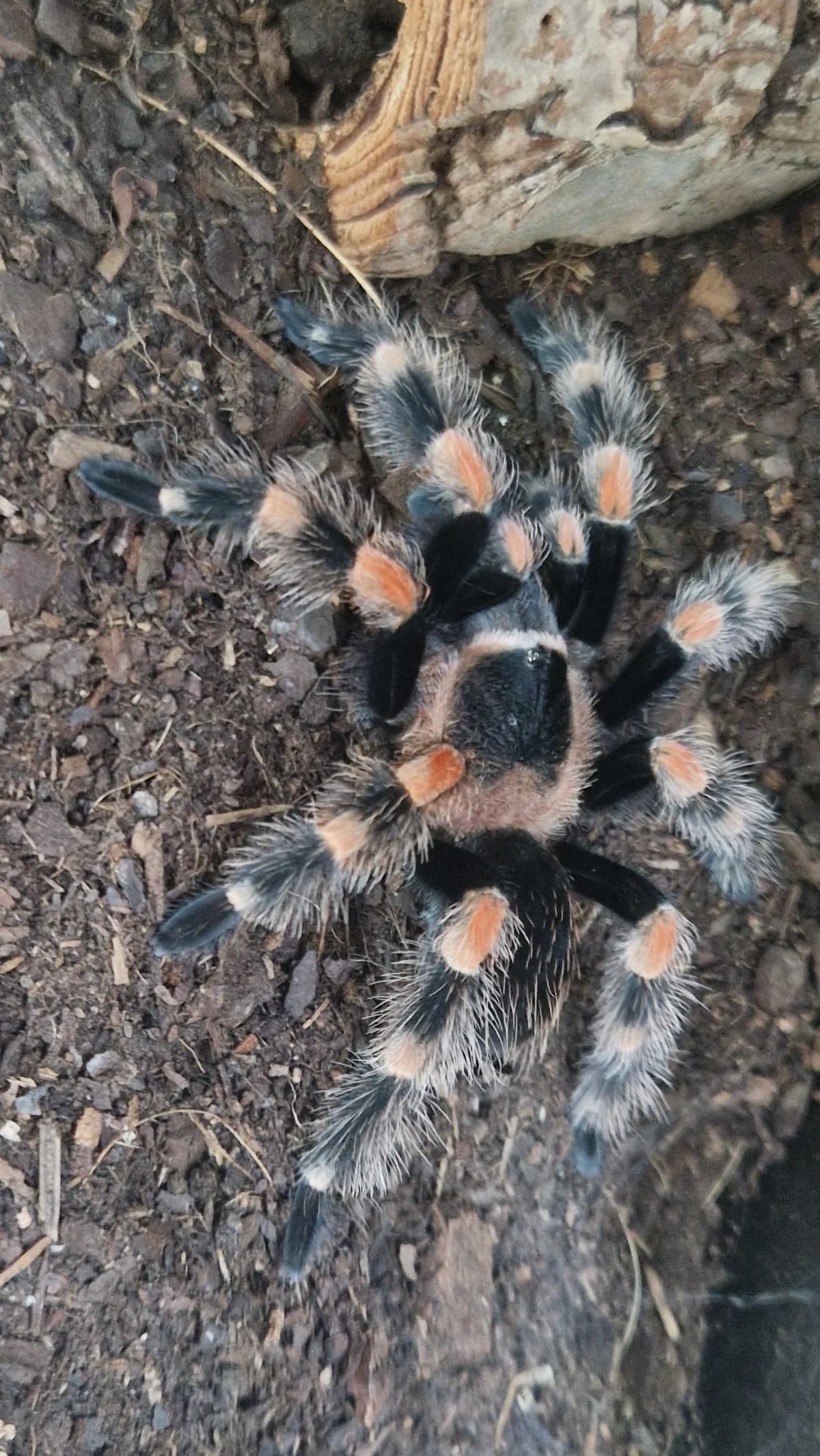 Vogelspinnen, female mixed breed for adoption at Auffangstation für Reptilien, München e. V.