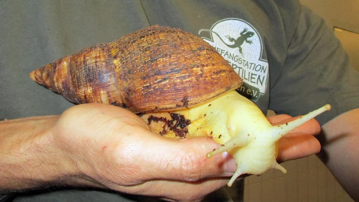 Sonstige Avertebraten Achatschnecken, mixed breed for adoption at Auffangstation für Reptilien, München e. V.