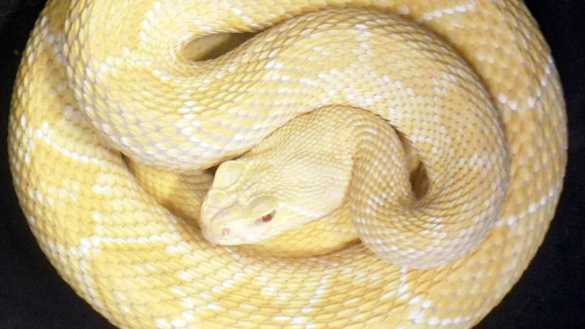 Giftschlangen Klapperschlangen (Crotallus spec.), mixed breed for adoption at Auffangstation für Reptilien, München e. V.