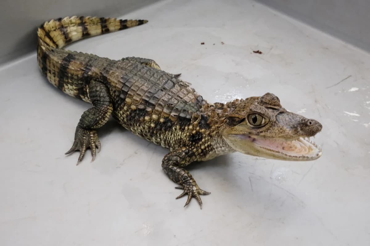 Panzerechsen, mixed breed for adoption at Auffangstation für Reptilien, München e. V.