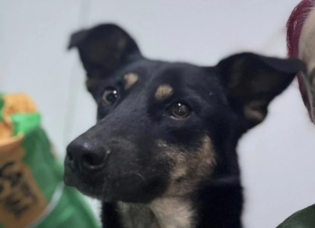 Sara, male puppy Mixed Breed for adoption at Rescued Souls e.V., Pfinztal