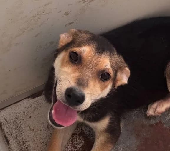 Anais, female young Mixed Breed for adoption at Rescued Souls e.V., Pfinztal