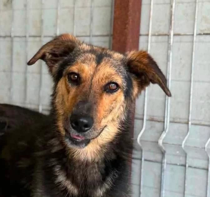 Anna, female young Mixed Breed for adoption at Rescued Souls e.V., Pfinztal