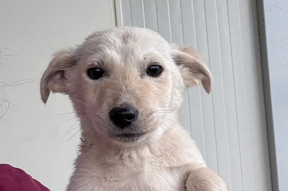 Pitu, male puppy Mixed Breed for adoption at Rescued Souls e.V., Pfinztal