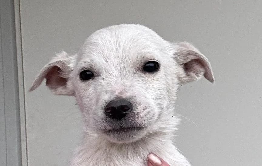 Pico, male puppy Mixed Breed for adoption at Rescued Souls e.V., Pfinztal