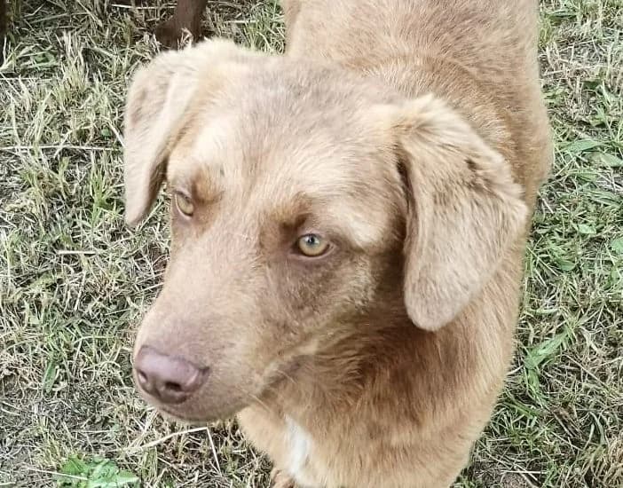 Ares, male young Mixed Breed for adoption at Rescued Souls e.V., Pfinztal