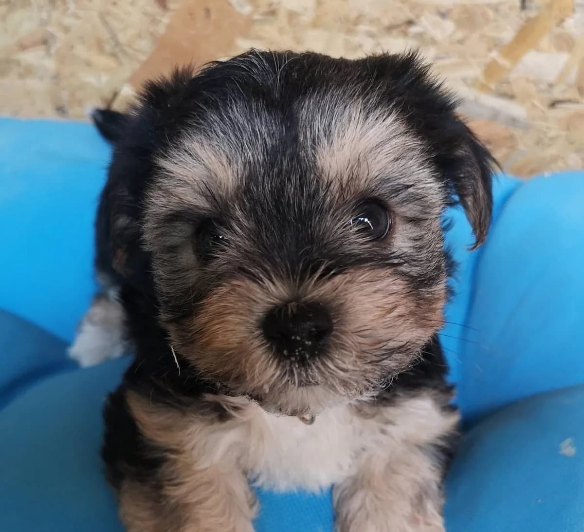 Mara, female puppy Mixed Breed for adoption at Rescued Souls e.V., Pfinztal