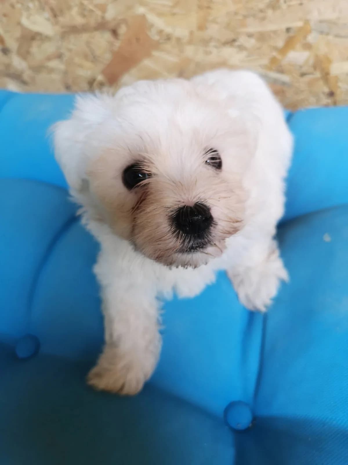 Nana, female puppy Mixed Breed for adoption at Rescued Souls e.V., Pfinztal