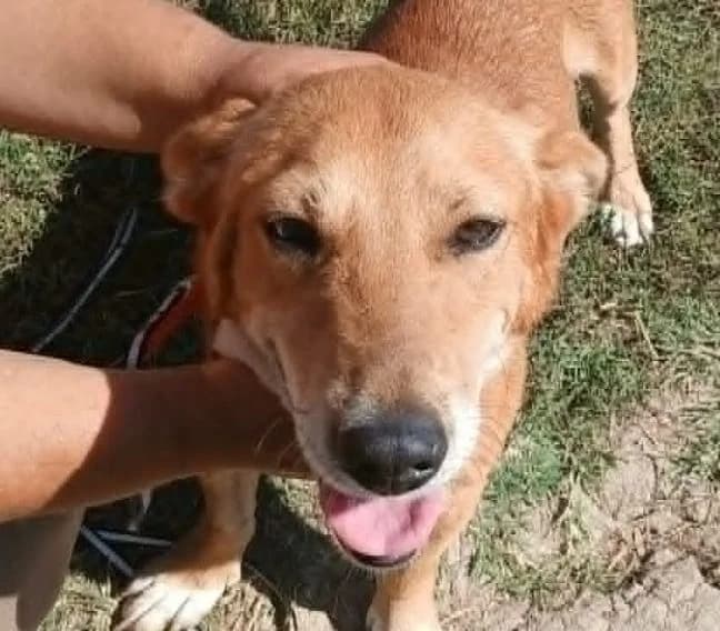 Zara, male 5yo Mixed Breed for adoption at Rescued Souls e.V., Pfinztal