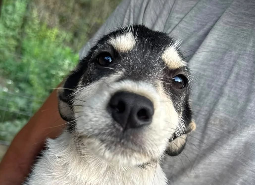 Banjo, male puppy Mixed Breed for adoption at Rescued Souls e.V., Pfinztal