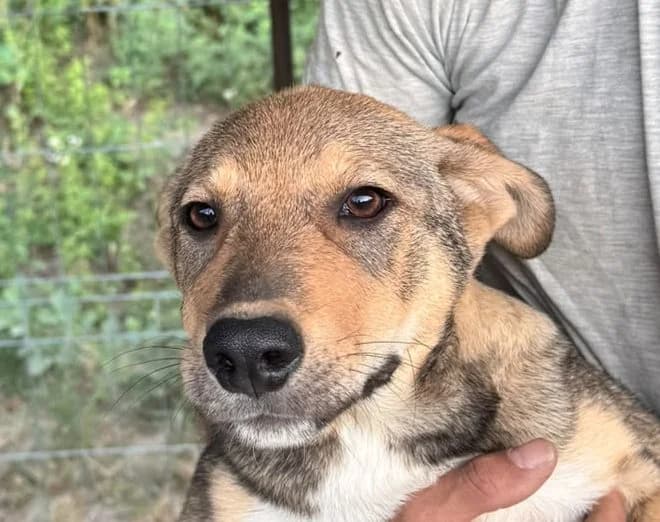 Ben, male puppy Mixed Breed for adoption at Rescued Souls e.V., Pfinztal