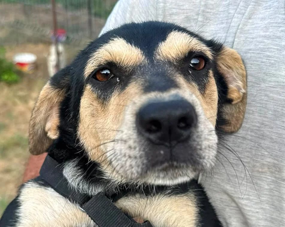 Belinda, female 3yo Mixed Breed for adoption at Rescued Souls e.V., Pfinztal