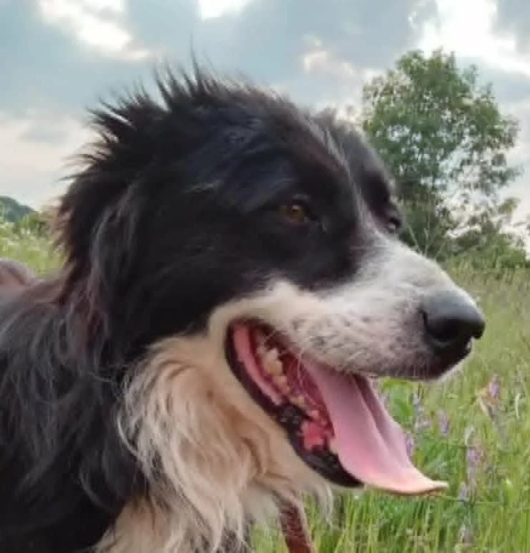 Merlin, male 5yo Mixed Breed for adoption at Rescued Souls e.V., Pfinztal