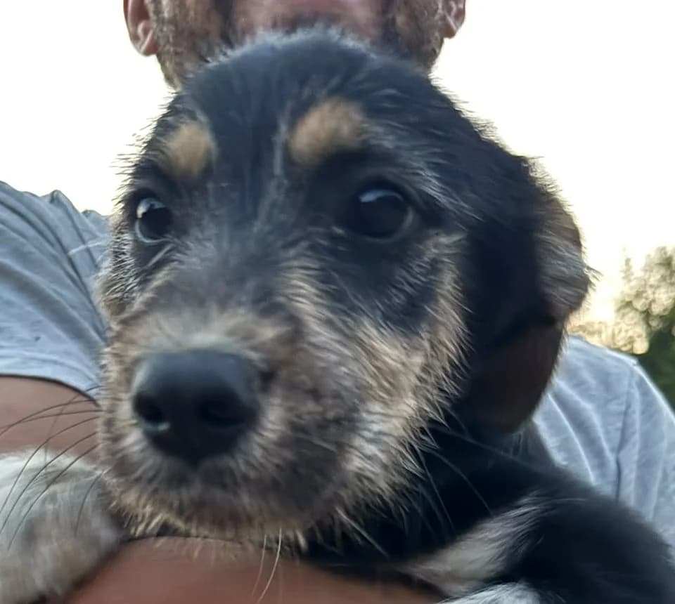 Bonita, female puppy Mixed Breed for adoption at Rescued Souls e.V., Pfinztal