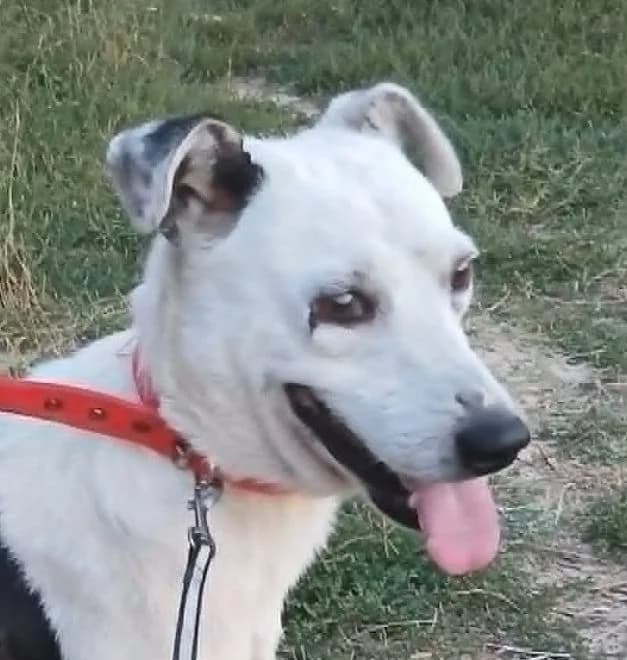 Ruby, male 5yo Mixed Breed for adoption at Rescued Souls e.V., Pfinztal