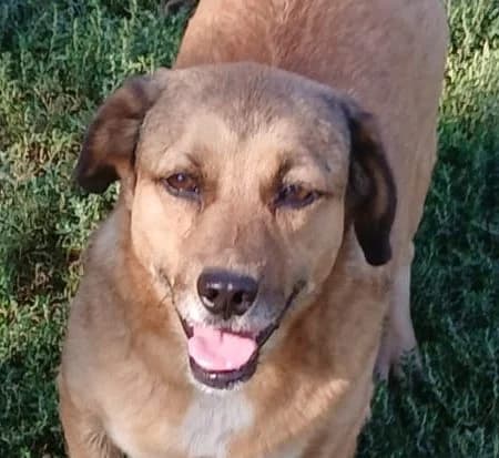 Piru, male 6yo Mixed Breed for adoption at Rescued Souls e.V., Pfinztal