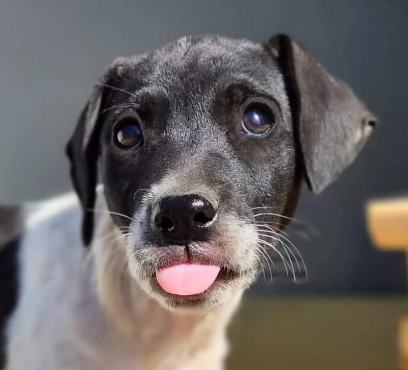 Zari, male puppy Mixed Breed for adoption at Rescued Souls e.V., Pfinztal