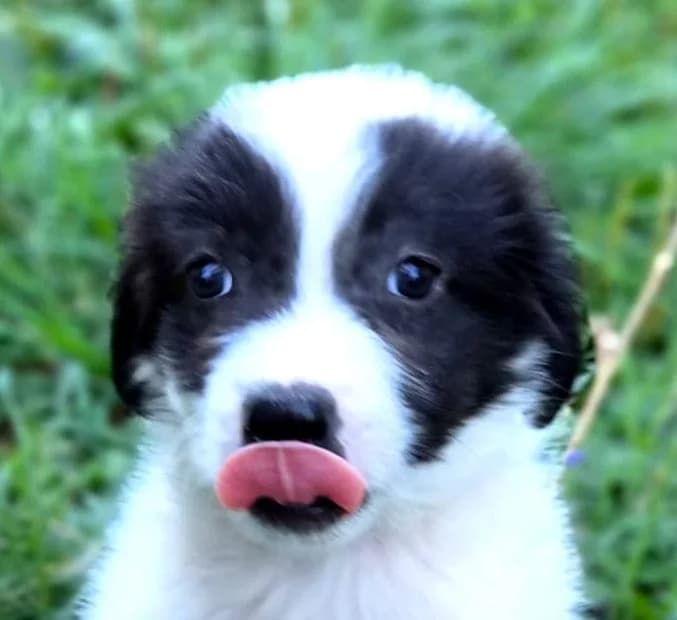 Polo, male puppy Mixed Breed for adoption at Rescued Souls e.V., Pfinztal