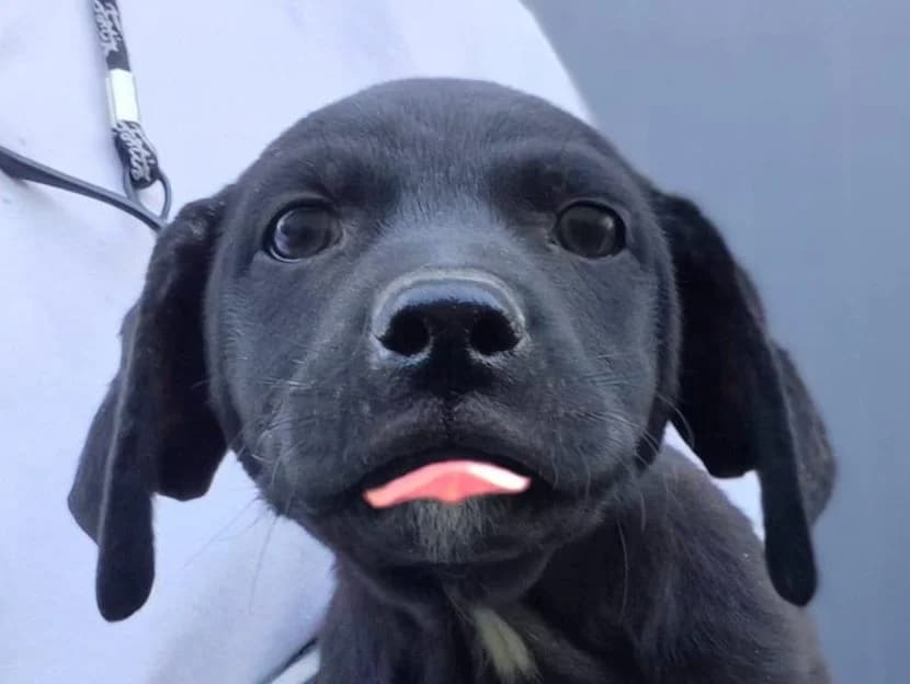Rico, male puppy Mixed Breed for adoption at Rescued Souls e.V., Pfinztal