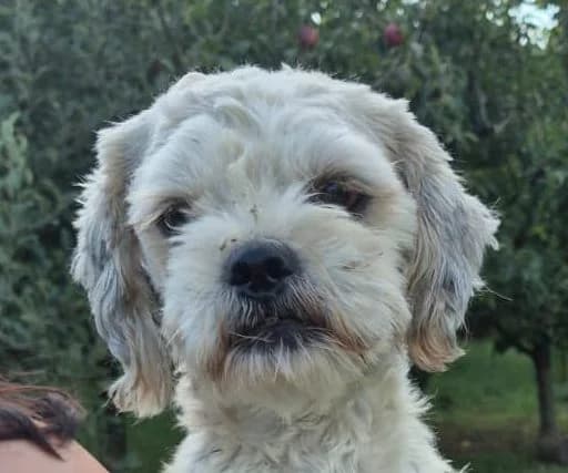 Ollie, male young Mixed Breed for adoption at Rescued Souls e.V., Pfinztal