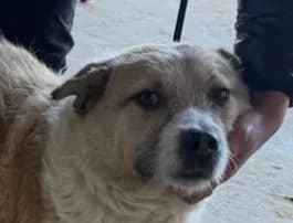 Rhys, male 3yo Mixed Breed for adoption at Rescued Souls e.V., Pfinztal