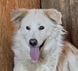 Sally, female young Mixed Breed for adoption at Rescued Souls e.V., Pfinztal