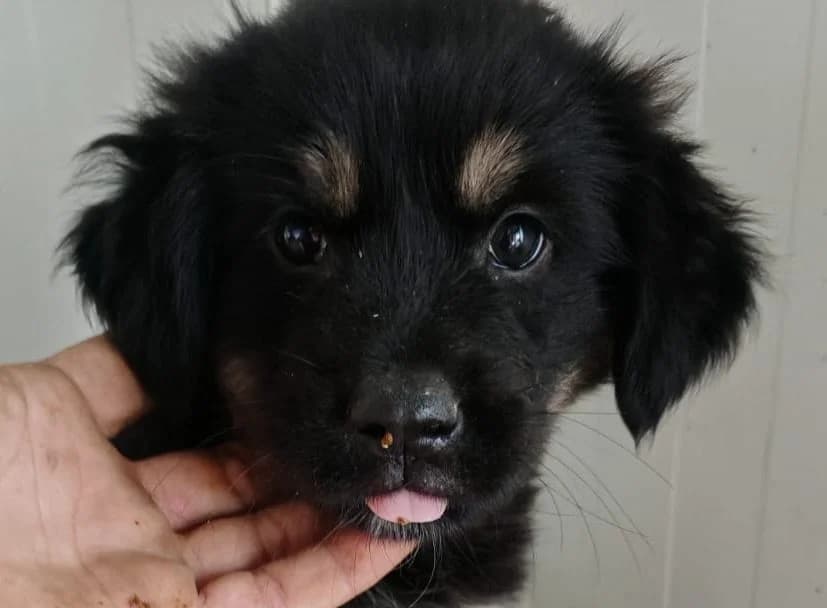 Olga, female puppy Mixed Breed for adoption at Rescued Souls e.V., Pfinztal