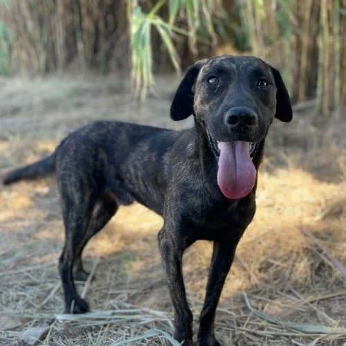 Amos, Mixed Breed for adoption at respekTiere e.V.