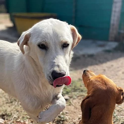 Paloma, female Mixed Breed for adoption at respekTiere e.V.
