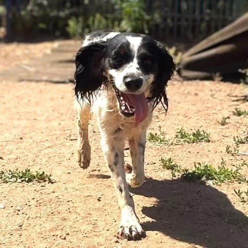 Lisa Luto, female Mixed Breed for adoption at respekTiere e.V.
