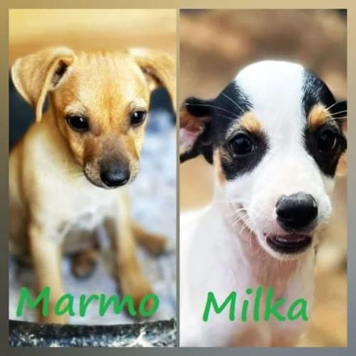 M Welpen, female Mixed Breed for adoption at respekTiere e.V.