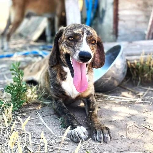 Nello Nureyev, female Mixed Breed for adoption at respekTiere e.V.