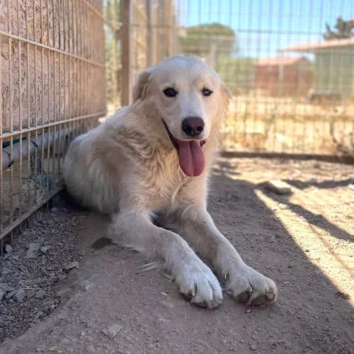 Ole, female Mixed Breed for adoption at respekTiere e.V.