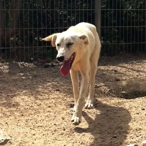 Quiz, female Mixed Breed for adoption at respekTiere e.V.