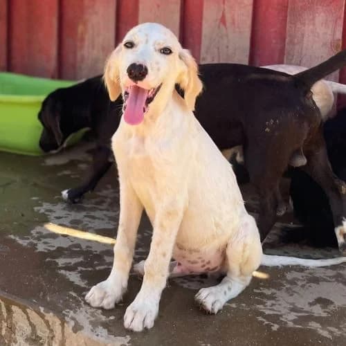 Sergio Silvia, female Mixed Breed for adoption at respekTiere e.V.