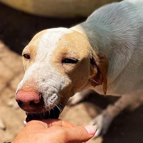 Persi, female Mixed Breed for adoption at respekTiere e.V.
