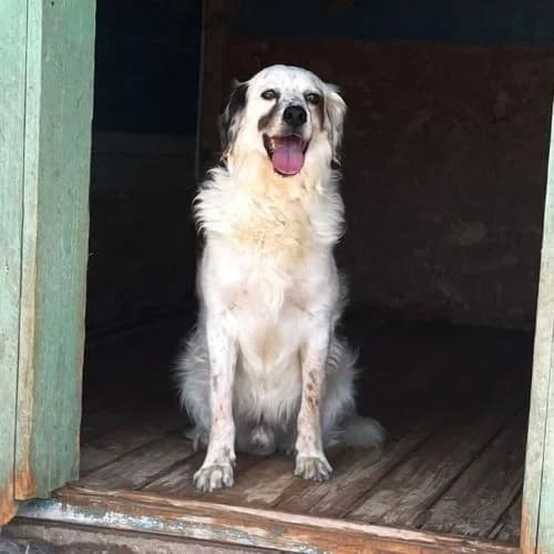 Vanni, female Mixed Breed for adoption at respekTiere e.V.
