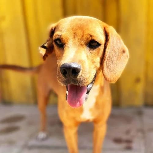 Zoro, female Mixed Breed for adoption at respekTiere e.V.